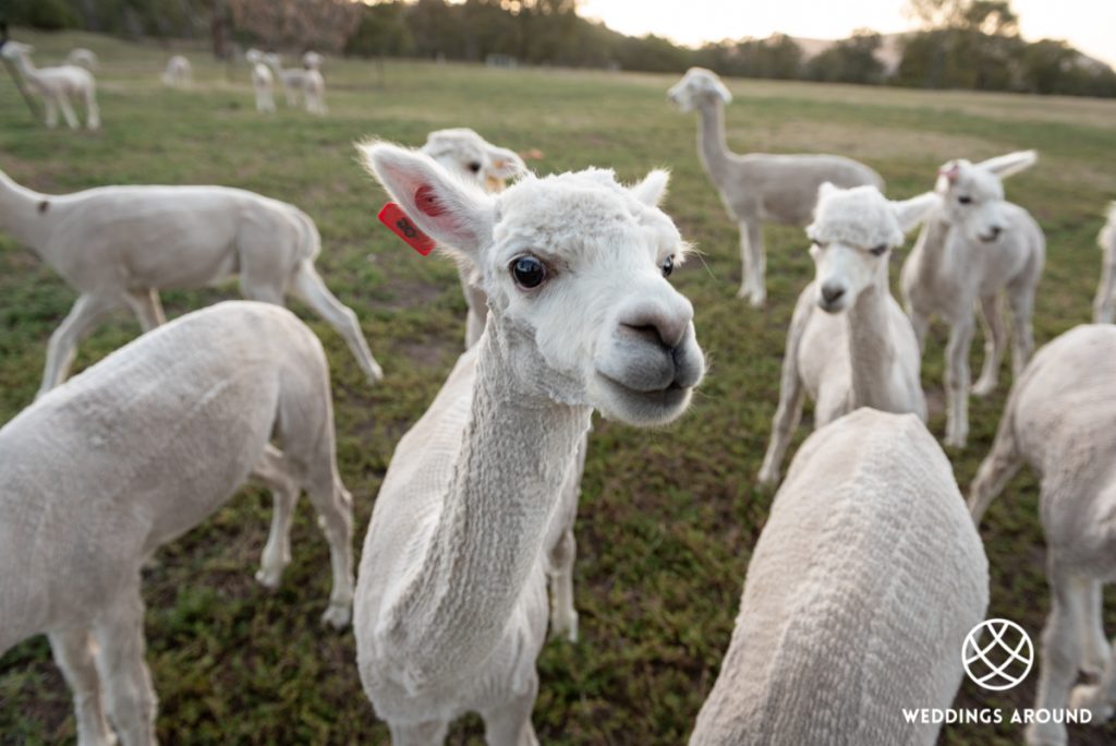 Starline Alpaca Farmstay Resort