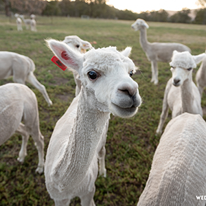 Starline Alpaca Farmstay Resort